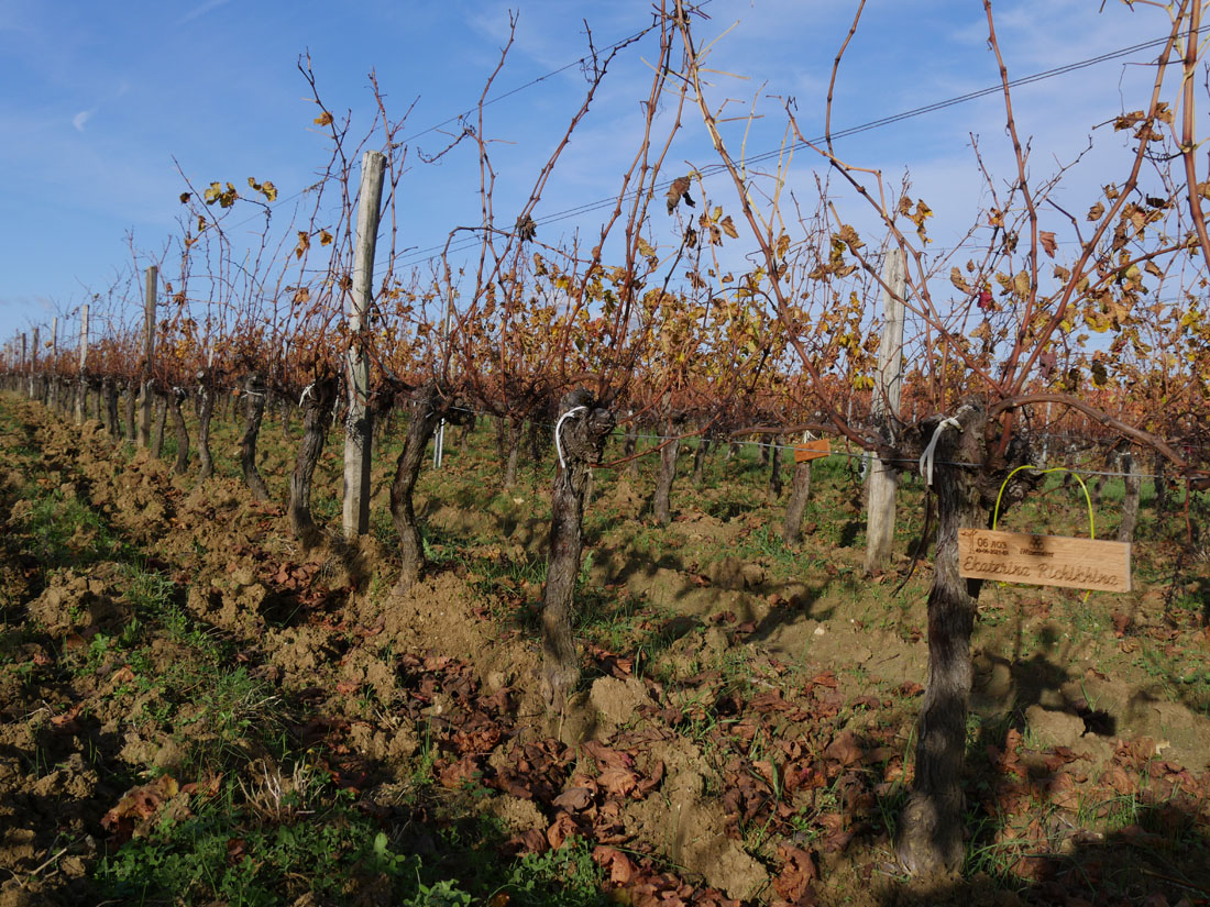 Виноградник на урожай